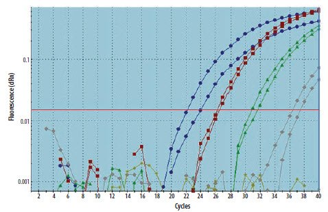 通过10倍连续稀释对cDNA样品加以稀释，并使用重复qPCR检测每种稀释度的特异性模板