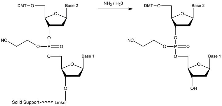 The reactant and product of cleavage