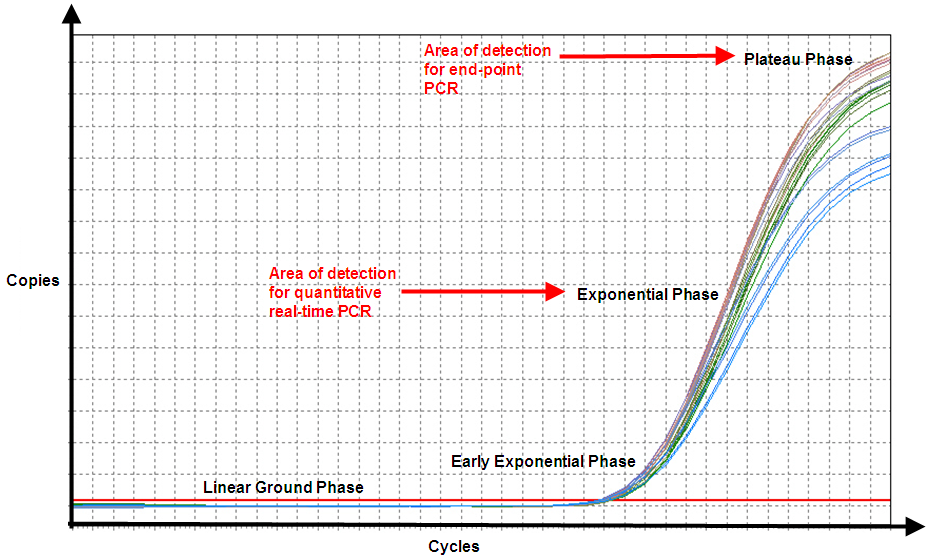 In end-point PCR, reaction products from the plateau phase are detected, and as can be seen, replicates of the sample (same amount of starting nucleic acid) produce different amounts of end product because of variation in the reaction kinetics. In qPCR, even though efficiency is never 100%, the product is nearly doubling with every cycle in the exponential phase, and hence, the reaction is more specific and precise (point of detection in qPCR is determined by the threshold line, which is not shown).