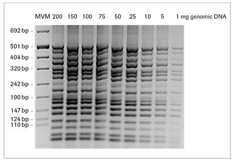 faststart-高-保真-pcr