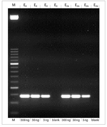 faststart-taq-dna-polymerase-pcr