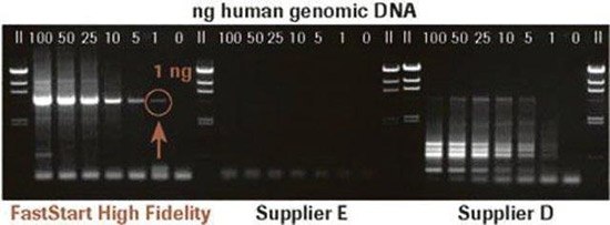 采用FastStart™高保真PCR系统扩增人基因组DNA