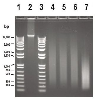 Gel Image, WGA Input Titrations