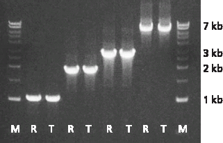 REDTaq yield compared to standard Taq under identical conditions