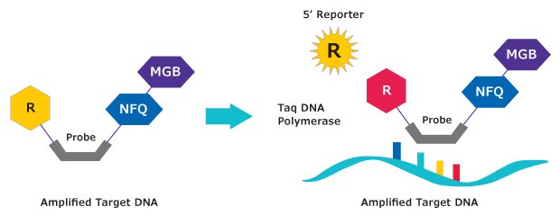 Mechanism of Dual-Labeled MGB:EDQ Probes