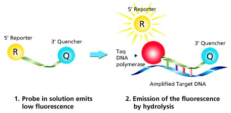 Mechanism of Dual-Labeled Probes.