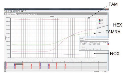 三重反应用于使用FAM、HEX和TAMRA标记探针检测三种靶标
