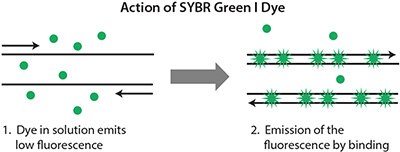 SYBR® Green I 染料的作用