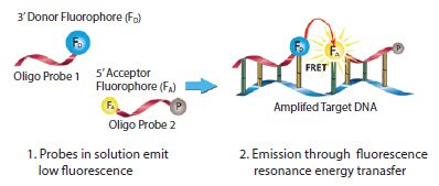 Mechanism of LightCycler FRET Probes