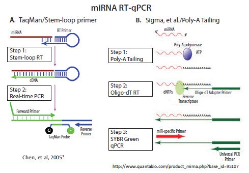 miRNA的RT和qPCR