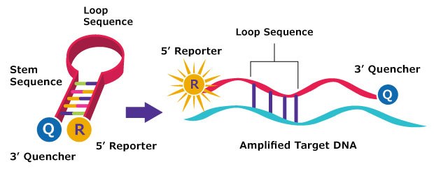 Drawing showing closed hairpin structure of an unbound molecular beacon with no fluorescence vs a target DNA bound molecular beacon with open structure and fluorescence signal 