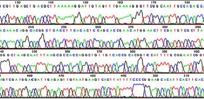 A DNA sequencing trace showing peaks for each base in the sequence. The height of each peak indicates the signal strength with higher peaks meaning increased confidence in the base call. 