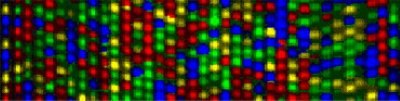 An image of DNA sequencing columns showing fluorescently tagged bases uniquely coding A, C, G and T