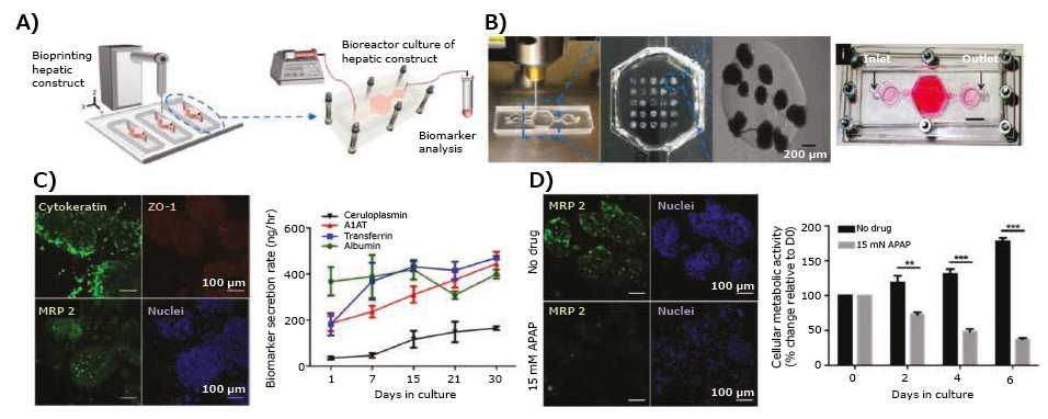 3D-bioprinted liver model. A) Schematic of the hepatic bioreactor culture platform integrated with a bioprinter and biomarker analysis module. 