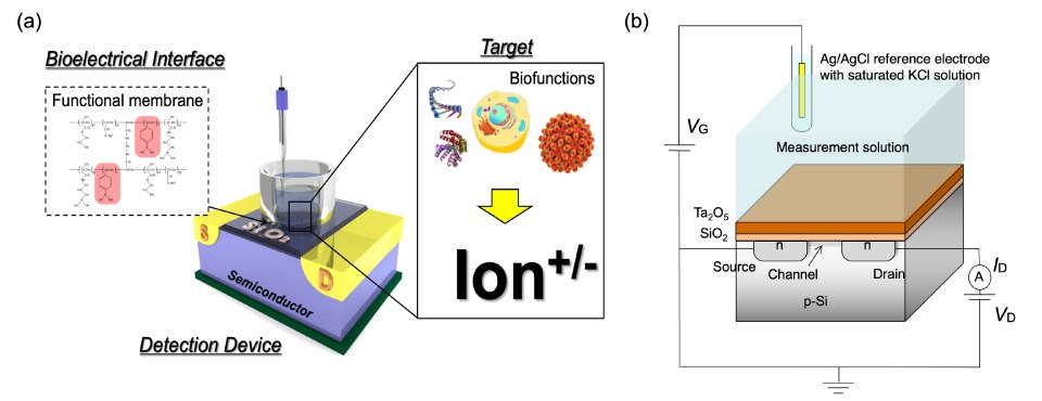 On the left, labeled a, there is conceptual structure of a biologically coupled gate field-effect transistor (bio-FET). The diagram provides a visual representation of the key components and functional aspects of the bio-FET, showcasing its unique design tailored for biological coupling. The illustration offers valuable insights into the integration of biological elements with the FET architecture, highlighting its potential for bioelectronic applications, biosensing, and interfacing with biological systems. The visual clarity of the diagram enables a clear understanding of the bio-FET's conceptual structure, contributing to the advancement of bioelectronics and bioengineering technologies. On the right, labeled b, there is schematic illustration presents a solution-gated field-effect transistor (FET) and provides a visual overview of its structure and operational principles. The diagram offers insights into the components and configuration of the solution-gated FET, emphasizing its suitability for applications involving solution-based interfaces. The illustration effectively communicates the design and functionality of the solution-gated FET, conveying its potential for use in biosensing, chemical sensing, and other solution-based electronic applications. The clear and detailed depiction of the device enhances understanding of its schematic structure, supporting advancements in solution-based FET technologies.