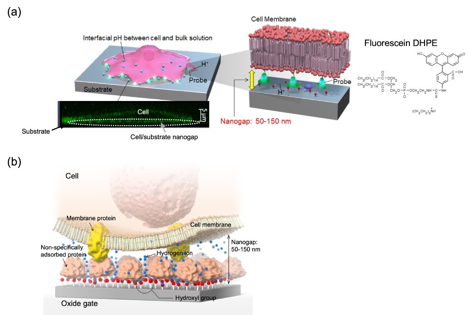 The top part of the figure presents a schematic illustration depicting the behavior of hydrogen ions around a cell cultured on a substrate. It highlights the use of phospholipid fluorescein as an extracellular pH indicator (Probe), fixed to the plasma membrane's external side. This visualization provides insights into the spatial distribution and behavior of hydrogen ions near the cell's extracellular environment, offering valuable information for understanding cellular processes, pH regulation, and the interaction between cells and their microenvironment. The bottom part of the figure emphasizes the schematic illustration of the cell/gate nanogap interface, with a focus on membrane proteins. This visualization highlights the interface between the cell and the gate at the nanoscale, emphasizing the role of membrane proteins in mediating interactions and signal transduction. The detailed depiction provides valuable insights into the nanoscale architecture and functional dynamics of the cell/gate interface, contributing to advancements in biosensing, cellular electrophysiology, and bioelectronic interface design.