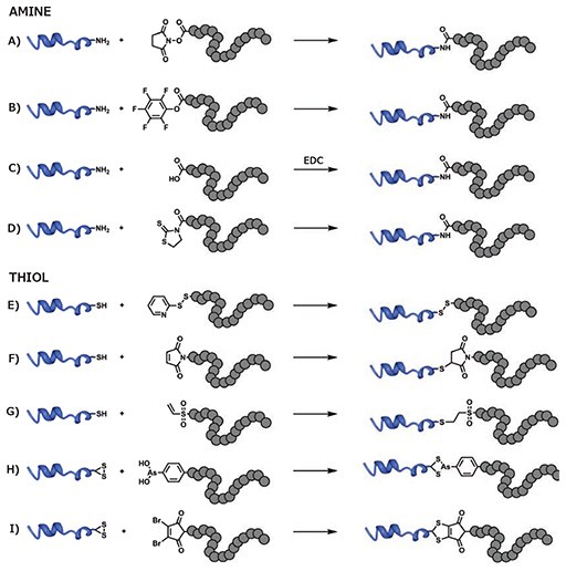 Conjugation of RAFT polymers to either lysine residues