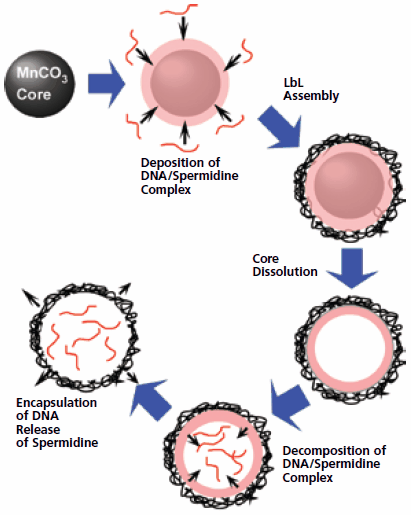 DNA entrapped in an LbL assembled capsule