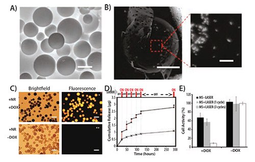 Environmental scanning electron micrograph of polymeric microspheres