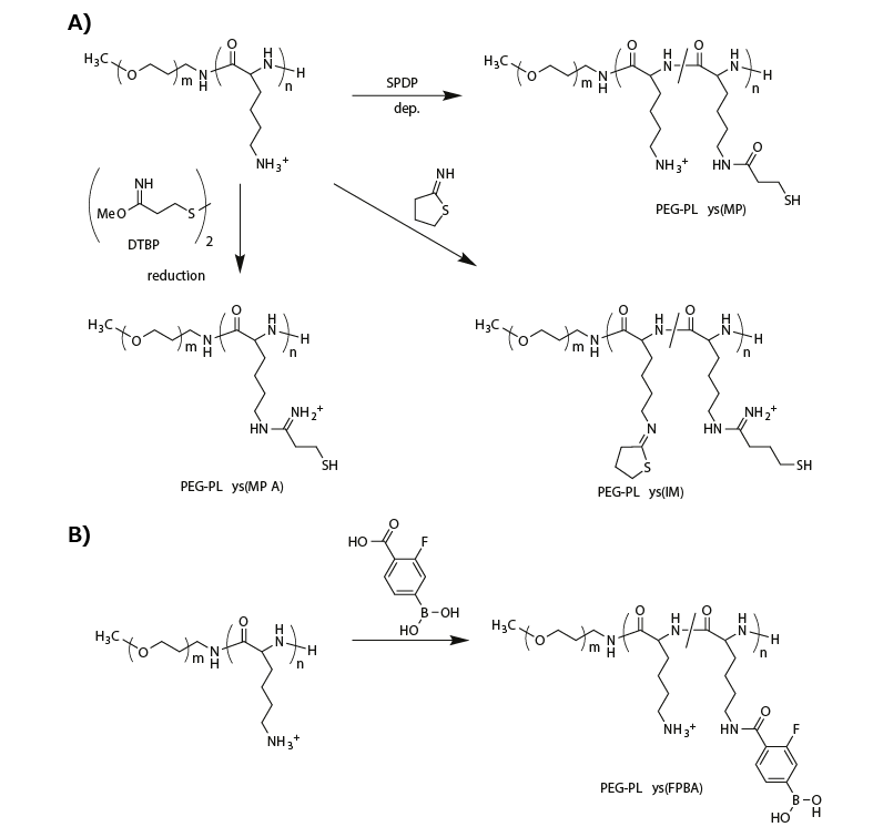 Functionalization of PEG-PLys