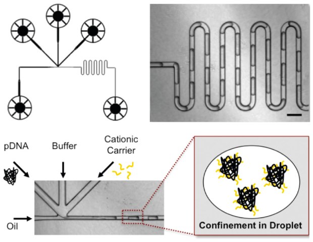 Line art and photos showing microfluidic assembly of pDNA polyplexes