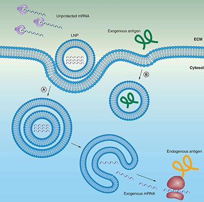 Lipid carriers (liposomes) protect mRNA from degradation