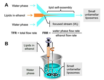 Schematic representation of the process of liposome formation