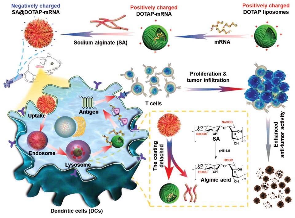 An animated graphic showing steps, starting with a green colored spheres representing DOTAP liposomes surrounded by red colored positive charges on its surface, taking in mRNA, followed by coating of DOTAP-mRNA liposomes with sodium alginate forming negatively charged SA@DOTAP-mRNA represented as a fibrous ball of orange sphere and finally injected into a mouse. The bottom part has a blown up representation of a dendritic cell colored blue, showing uptake of the orange colored SA@DOTAP-mRNA by the cell followed by its delivery by the endosome to the lysosome which detaches the sodium alginate coating of SA@DOTAP-mRNA releasing DOTAP-mRNA. The mRNA then creates antigen of interest, which then activate T cells that proliferate and infiltrate the tumor cells and result in an enhanced anti-tumor activity.