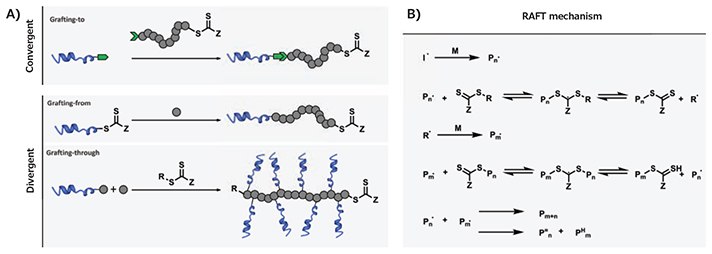 Mechanism of RAFT polymerization