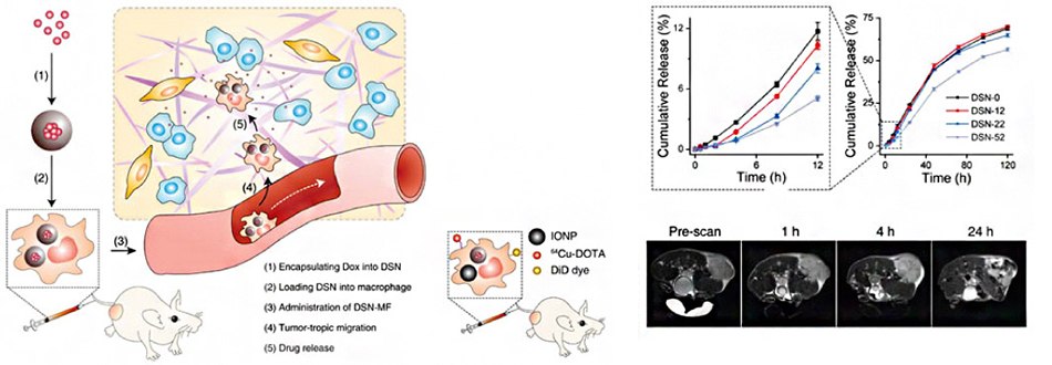 Schematic of doxorubin-loaded silica matrix nanoparticles delievered to tumors via macrophage "Trojan horse" cell carriers. Axial MR images indicate tumor-targetin capabilities <i>in vivo</i>. 