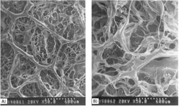 The SEM images of bilayer chitosan sponges