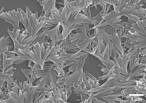 SEM image of branched polydiacetylene nanotubes.