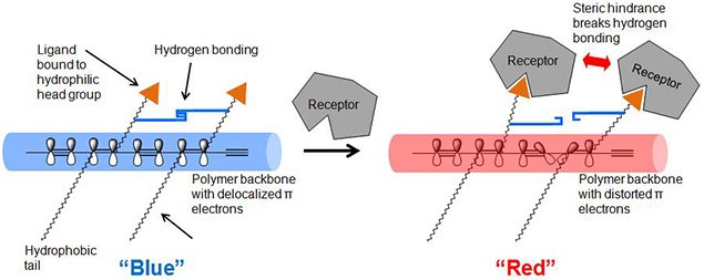 Color transition mechanism of diocetylenic polymer by ligand-receptor binding.