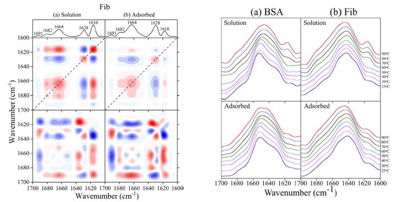 2DCOS maps for Fib in (a) solution and (b) adsorbed onto 22 nm TiO2 nanoparticles