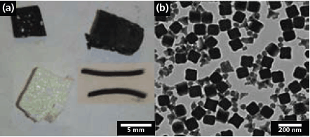 examples-of-morphologies