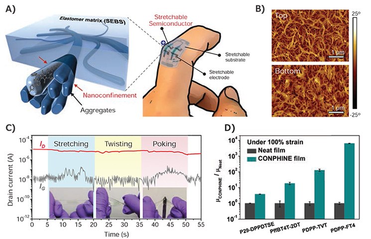 A) A 3D schematic of the desired morphology composed of embedded nanoscale networks of polymer semiconductor, which can be used to construct a highly stretchable and wearable OFET. B) AFM phase images of the top and bottom interface of the nanoconfined film with 70 wt % SEBS and 30 wt % DPPT-TT. C) Drain current (ID) and gate current (IG) of a fully stretchable transistor under sequential stretching, twisting, and poking with a sharp object. D) Normalized μFET of neat films (gray) and the corresponding blended film of these conjugated polymer, under 100% strain. Reproduced with permission. Copyright 2017 AAAS.<sup>19</sup> Figure 4.