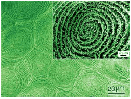 Hierarchical spiral morphology of helical polyacetylene film. The figure and inset show scanning electron microscope (SEM) photographs of multi domain type spiral morphology and right-handed screwed bundles of fibrils in a domain, respectively.