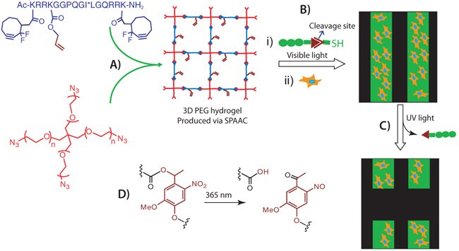 SPAAC Hydrogel Chemistry