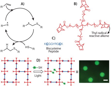 Thiol-ene photochemistry