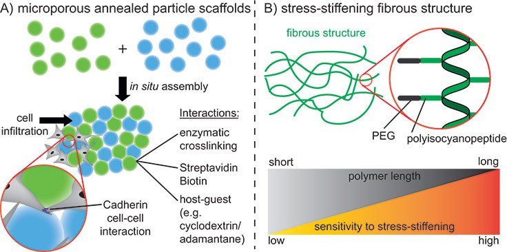 Interconnected microporous annealed particle scaffolds (MAPs)