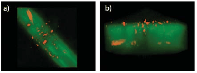 cell migration