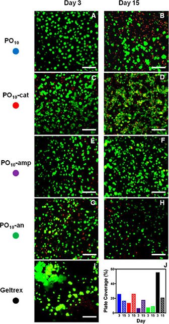 3D encapsulation of ARPE-19 retinal epithelial cells imaged using confocal microscopy