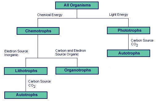 Microorganisms 生物体树