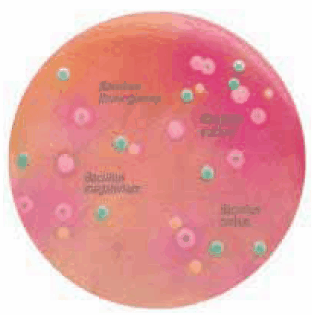 HiCrome™ Bacillus Agar