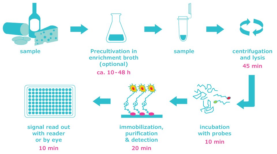 HybriScan® 系统筛查工作流程包括在浓缩肉汤中预培养样品。样品离心后经过孵育、固定、纯化，最后在 10 分钟内即可读出结果。总分析时间2&ndash;2.5小时。