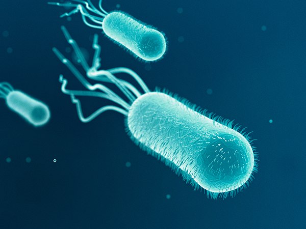 Scanning electron micrograph of Escherichia coli