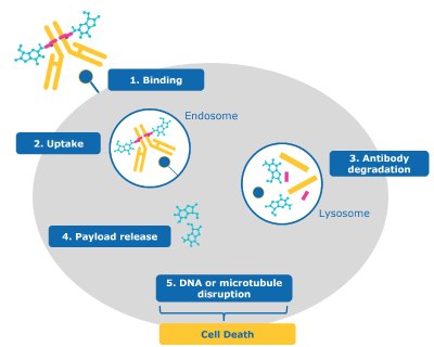 Steps describing antibody-drug conjugate targeting a cancer cell, leading to cell death after internalization and drug release.