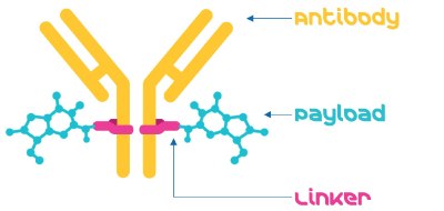 Composition of an Antibody-drug conjugate, short ADC with monoclonal Antibody, short mAb, conjugated with small molecule payload via linker 