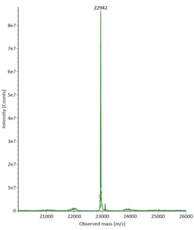 Deconvoluted mass spectra obtained for light chain of fully reduced SigmaMAb reference with a distinct peak at an observed mass of 22942