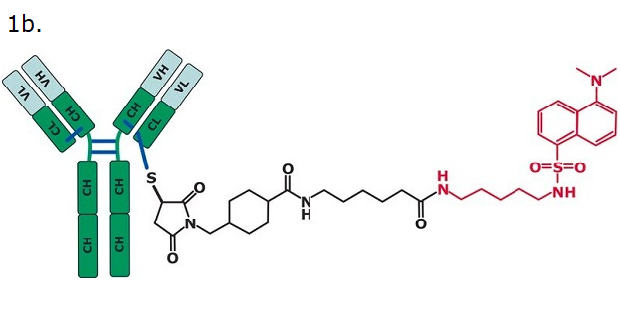 A structural representation of an antibody-drug conjugate (ADC) mimic. On the left side, the structure of an antibody is shown, with two heavy chains and two light chains. The heavy chains are depicted in green, with regions labeled CH (constant heavy) and VH (variable heavy), while the light chains are shown in grey, labeled CL (constant light) and VL (variable light). Disulfide bonds, represented as blue lines, connect the chains. Extending from the antibody is a linker-drug complex. The linker portion is depicted as a black chemical structure, connecting the antibody to the drug molecule. The drug portion is on the far right, displayed in red. It consists of a sulfonamide group attached to a bicyclic aromatic system, with additional functional groups, such as an amine and a methylated nitrogen, enhancing its distinct structure.